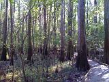 Congaree NP 12